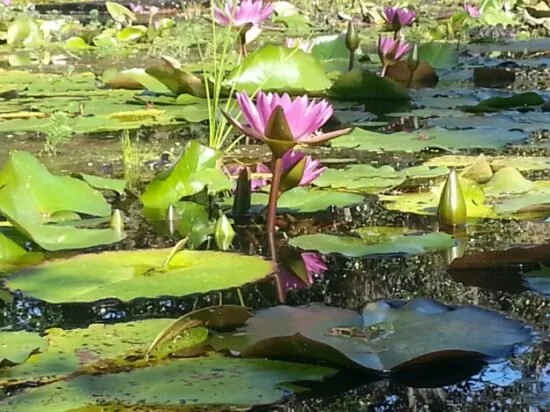Every Tuesday: Water Garden Docent Tour at Brookgreen Gardens