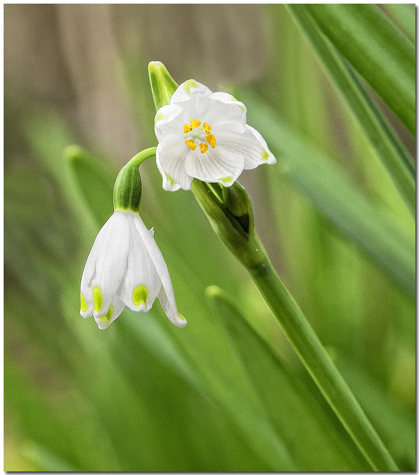 Family Fun: Signs of Spring Hike at Hobcaw Barony