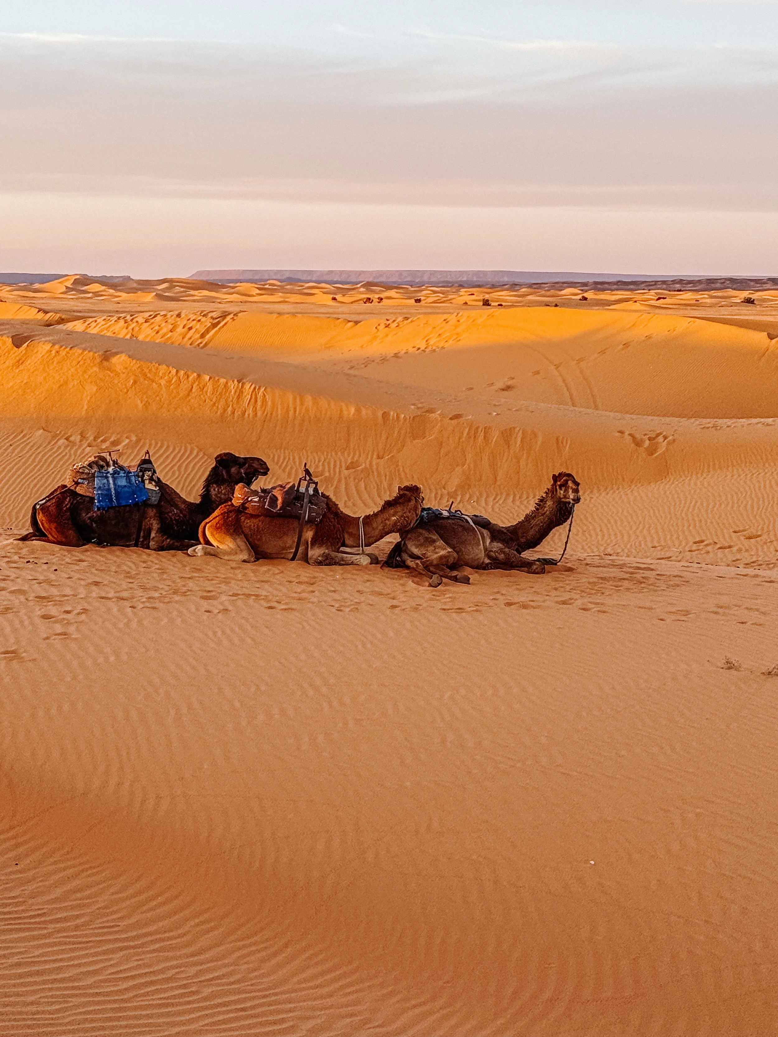 Maroko - cz. 3: Sahara