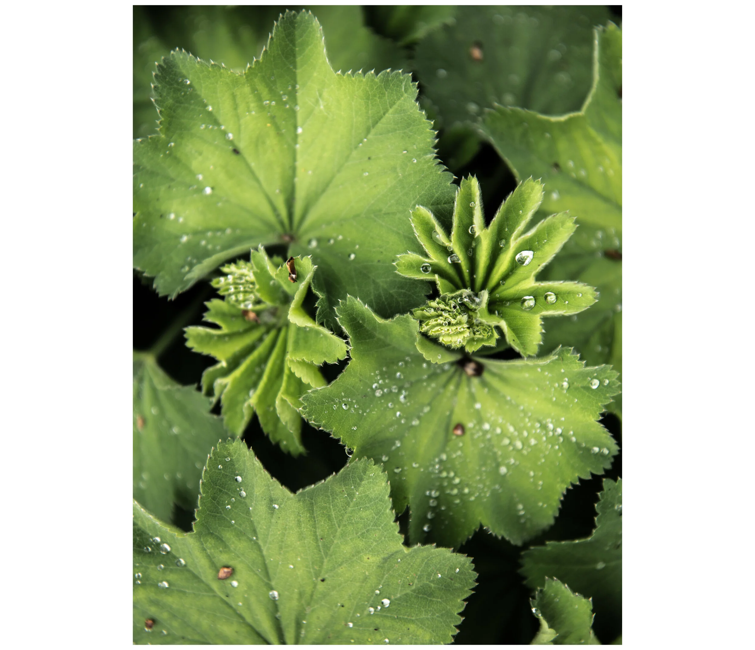 the-gaadn-frauenmantel