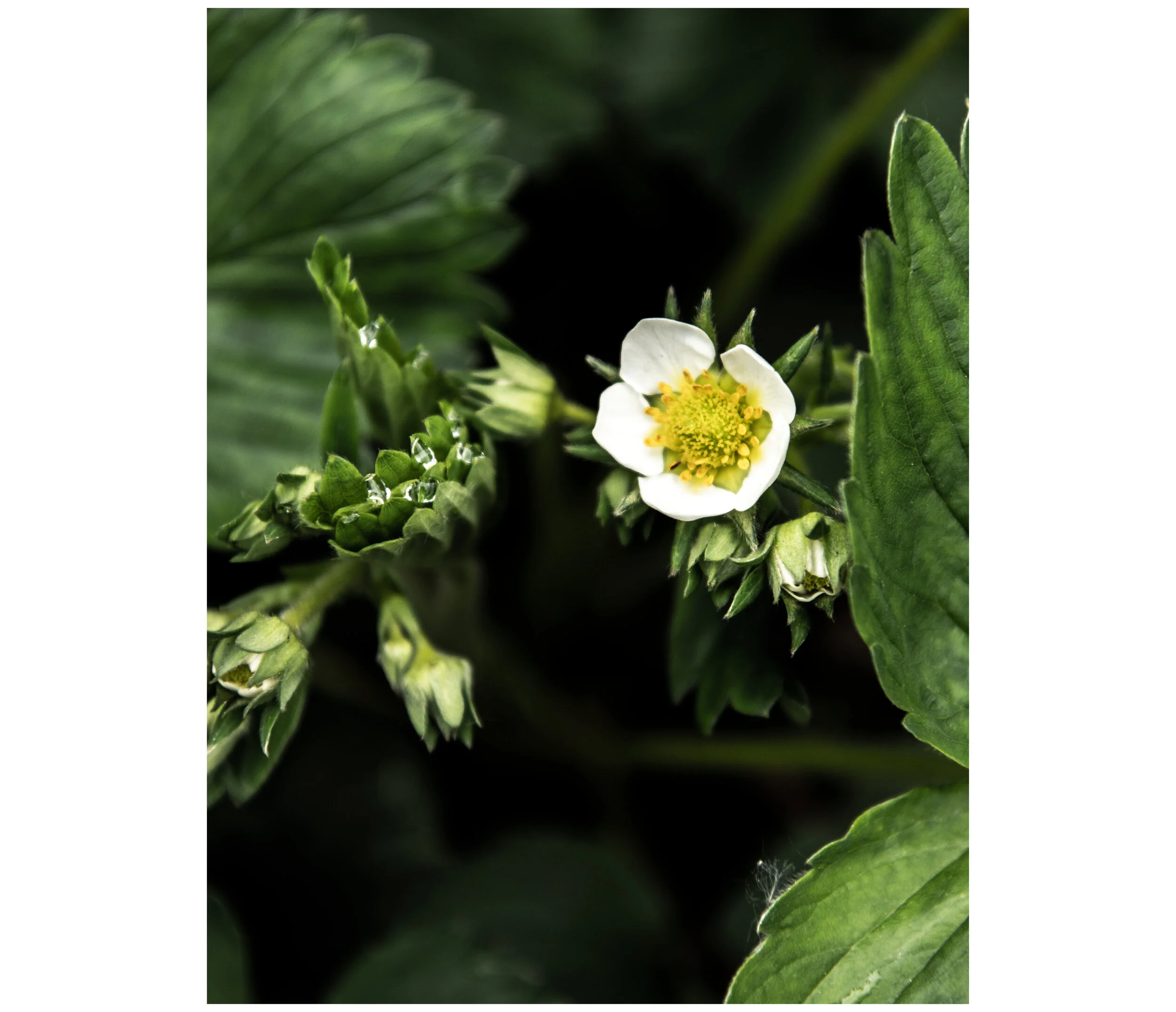 the-gaadn-erdbeerbluete