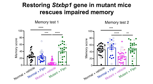 The Distinct Roles of Glutamatergic and GABAergic Neurons in STXBP1 Phenotypes