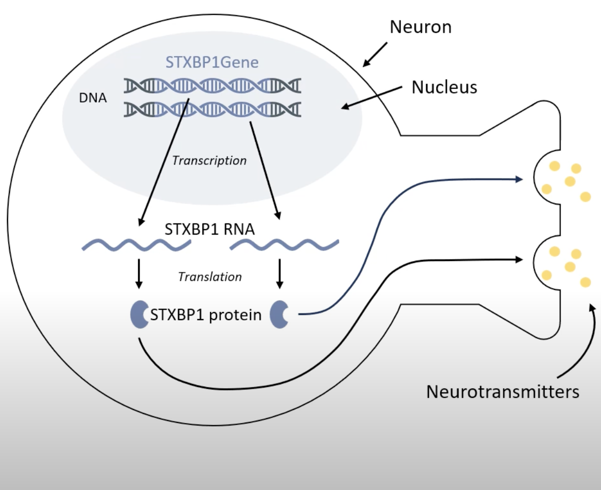 Gene Therapy Approaches for STXBP1-Related Disorders