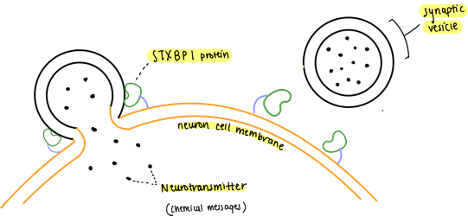 Chemical Chaperone Therapies for STXBP1