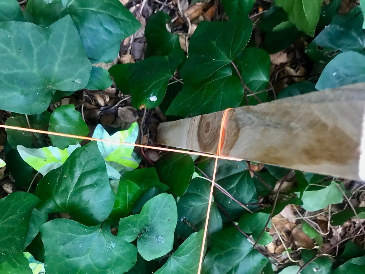 Ornamental Invasives by Karin Dahl for @intersectionsberkeley
.
Silk ivy, watercolor paint, wire, stakes, twine
.
Link in bio for more detail and background on the piece and project. 
.
#pathwayart #indigenous #invasive #connections #place #home #ada
