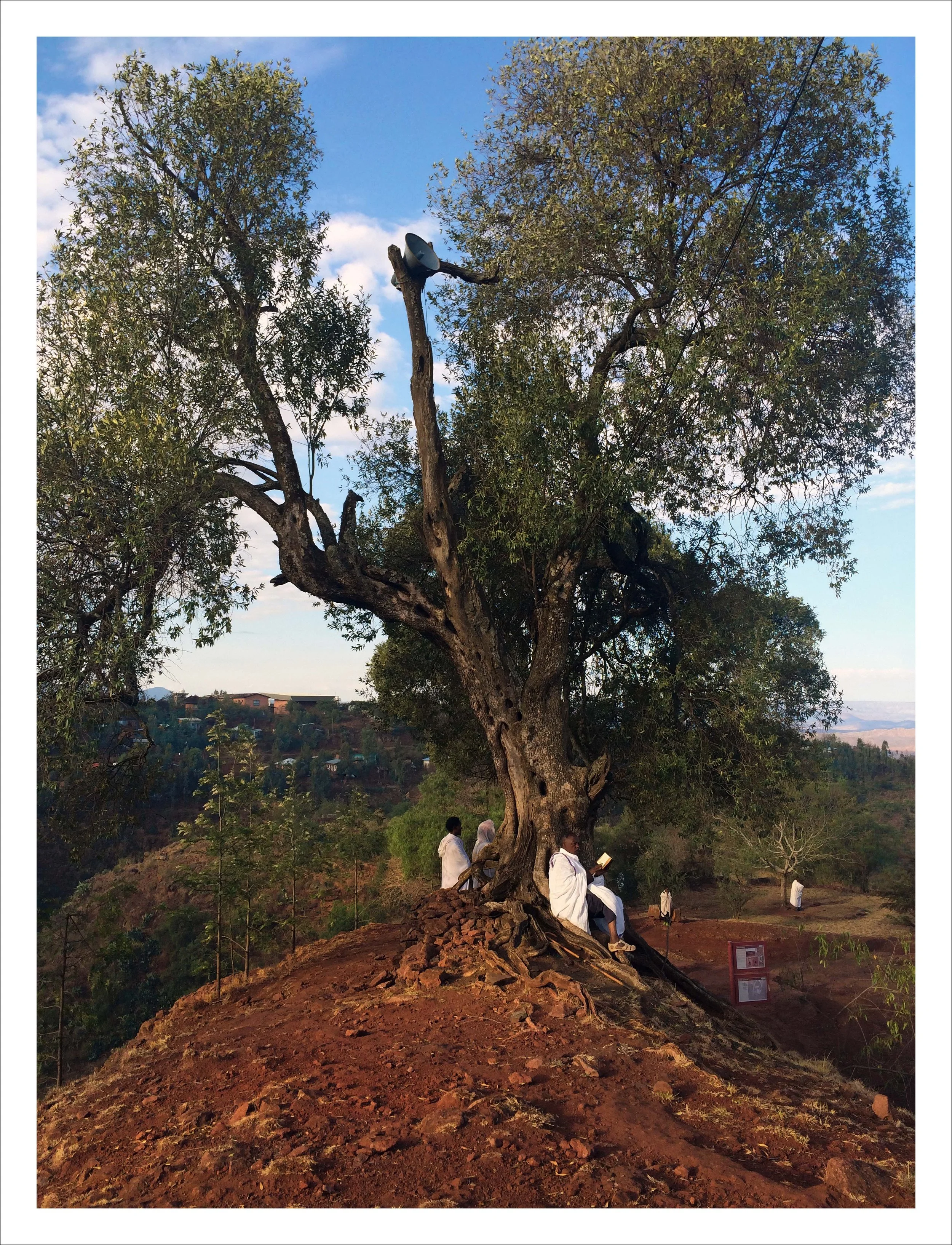 ReadingTree2 RV1.jpg