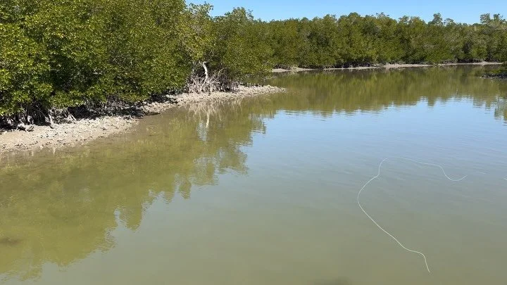Nippy run this morning with @greggibson25  at a crisp 40*. The day blessed us with endless shots at belly crawling reds and clear water. Well worth the goosebumps. 

Anglers Addiction Guide Svc 
NaplesFloridaFlyFishing.com

#flyfishingguide #sightfis