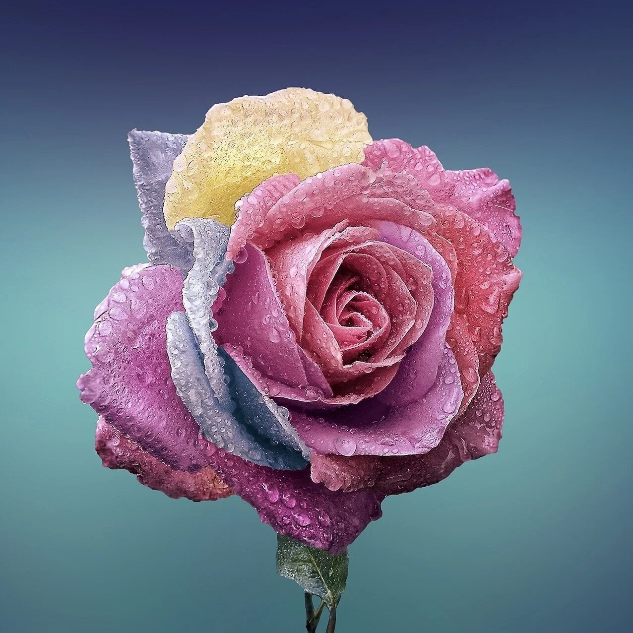 A rose by any other name...