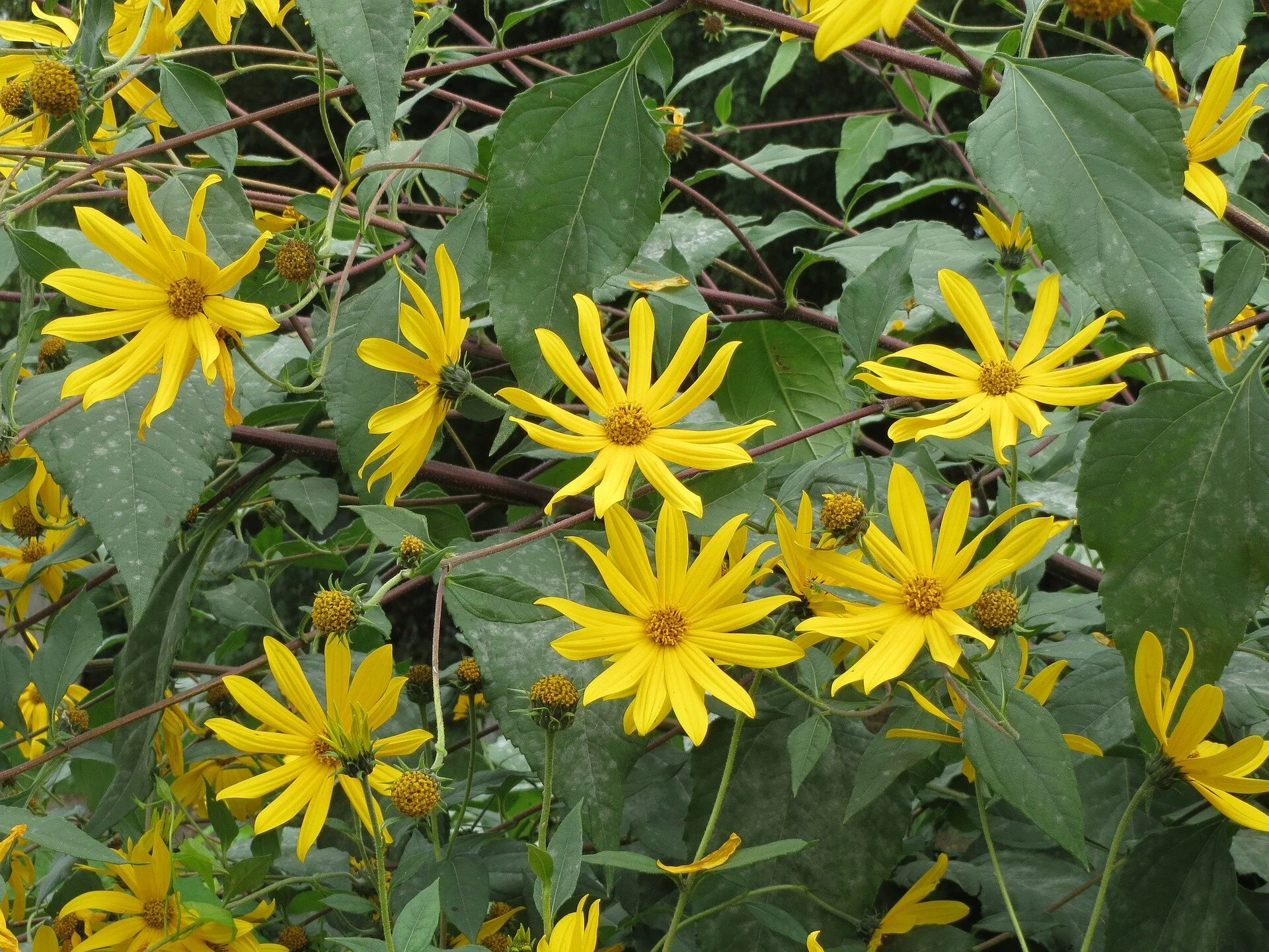helianthus-tuberosus-848783_1920.jpg