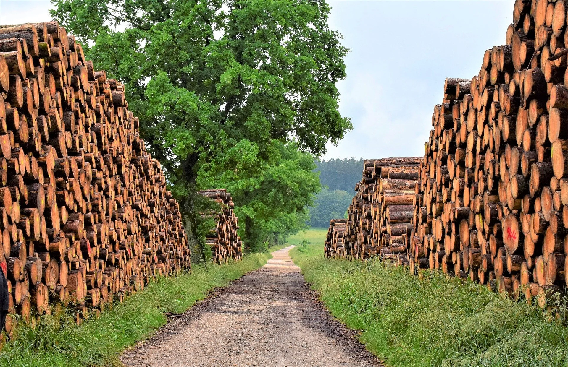 The Carbon Footprint Stack Effect of Natural Building Materials