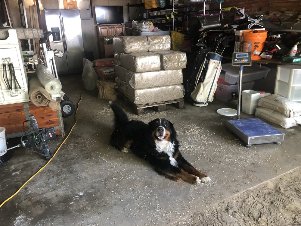 Bellus - Natural Building Doggie!