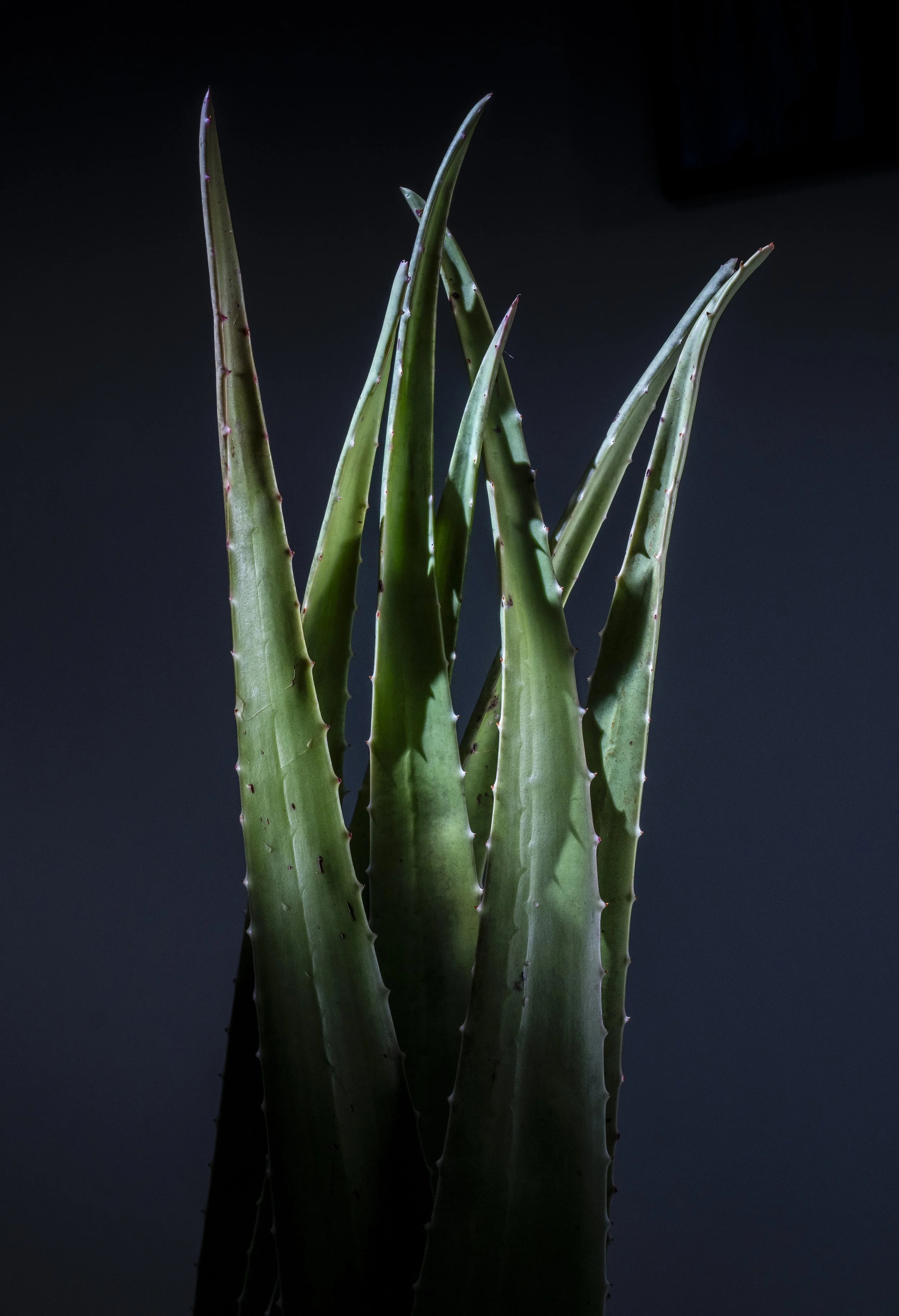 Aloe Leaves