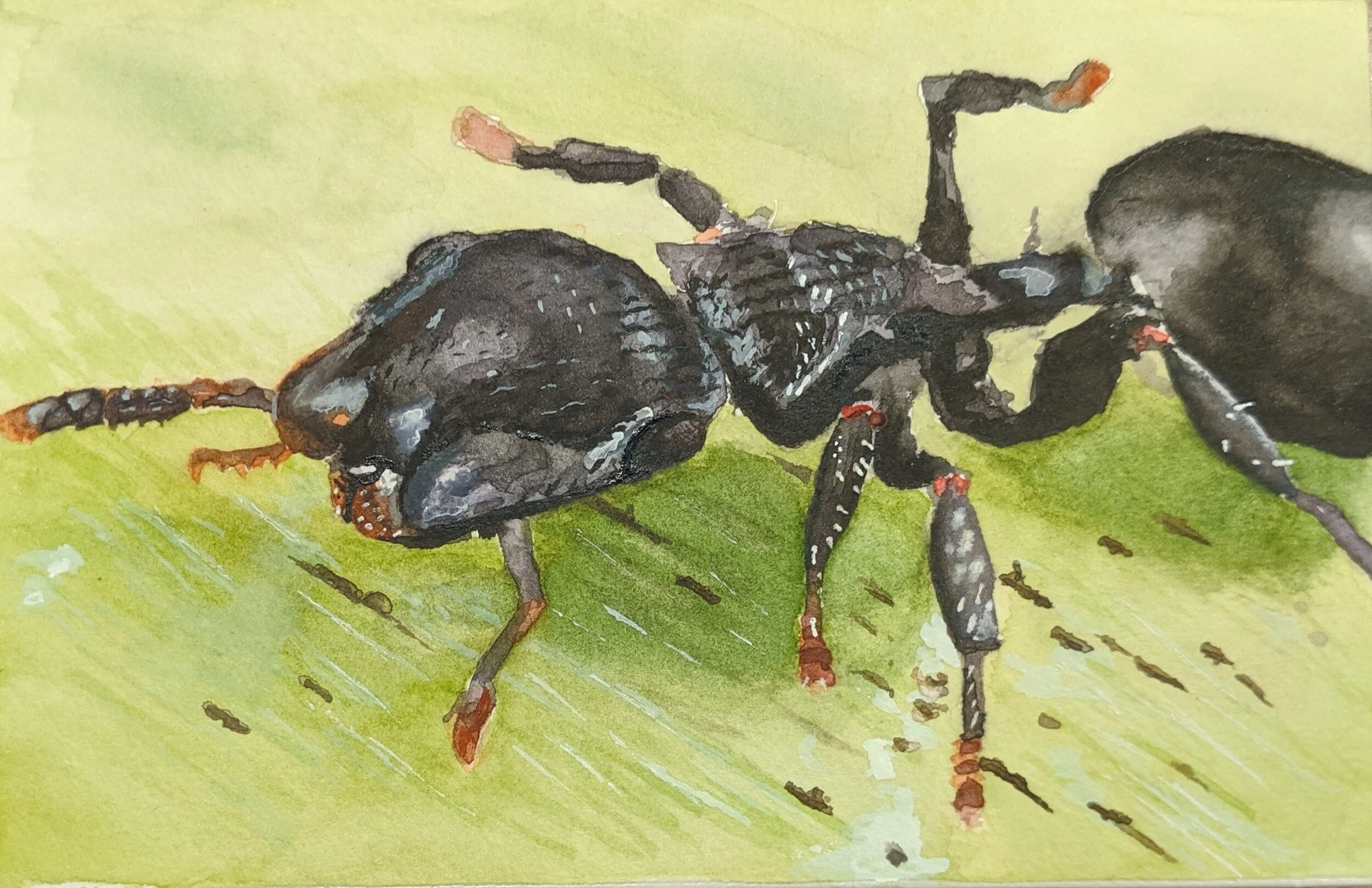 cephalotes.jpg