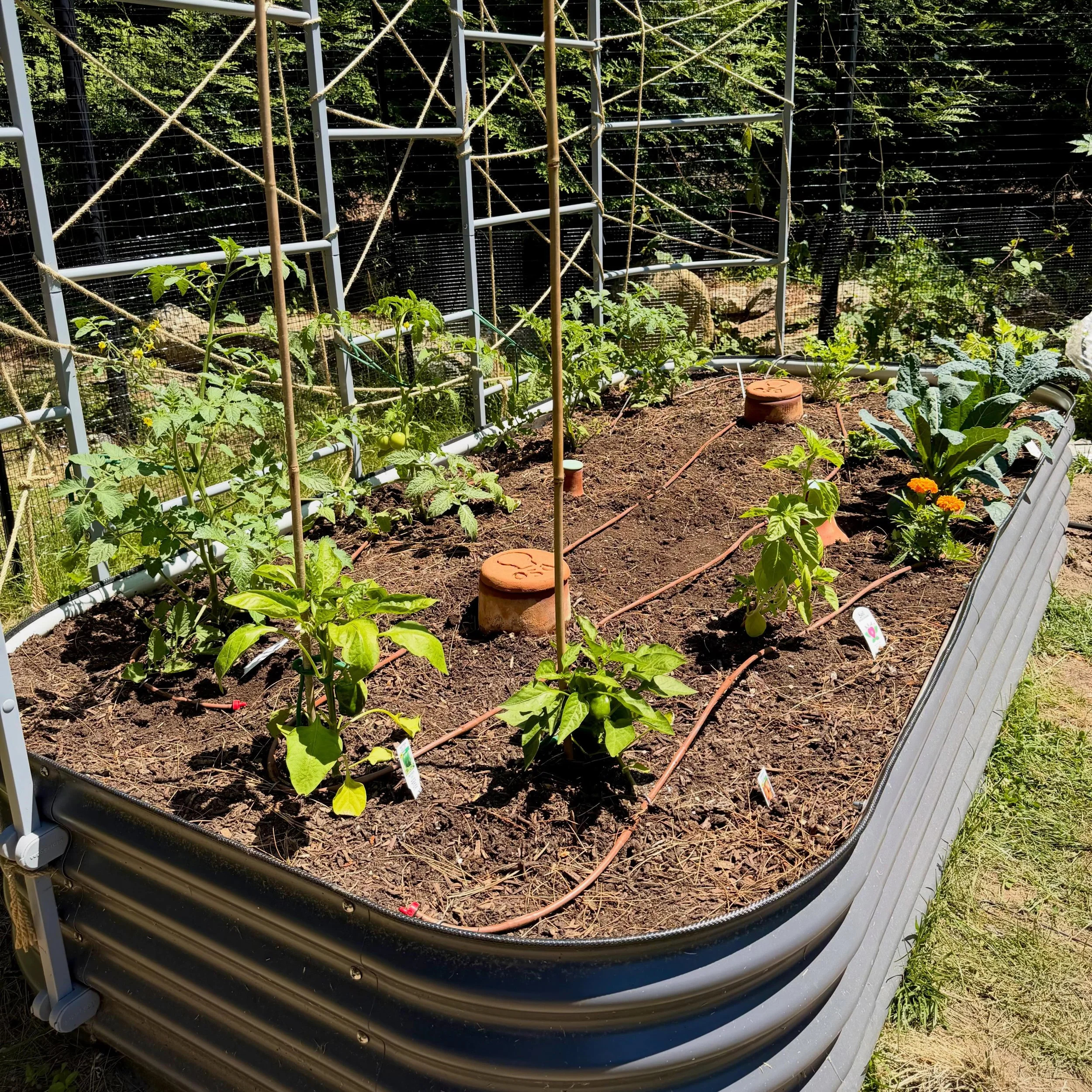 Drip irrigation at work. 💧🌱

Drip irrigation provides slow, efficient watering right where your plants need it most&mdash;helping conserve water while promoting stronger growth.

💧 Targeted watering
🌱 Healthier plants
☀️ Better results

Perfect f