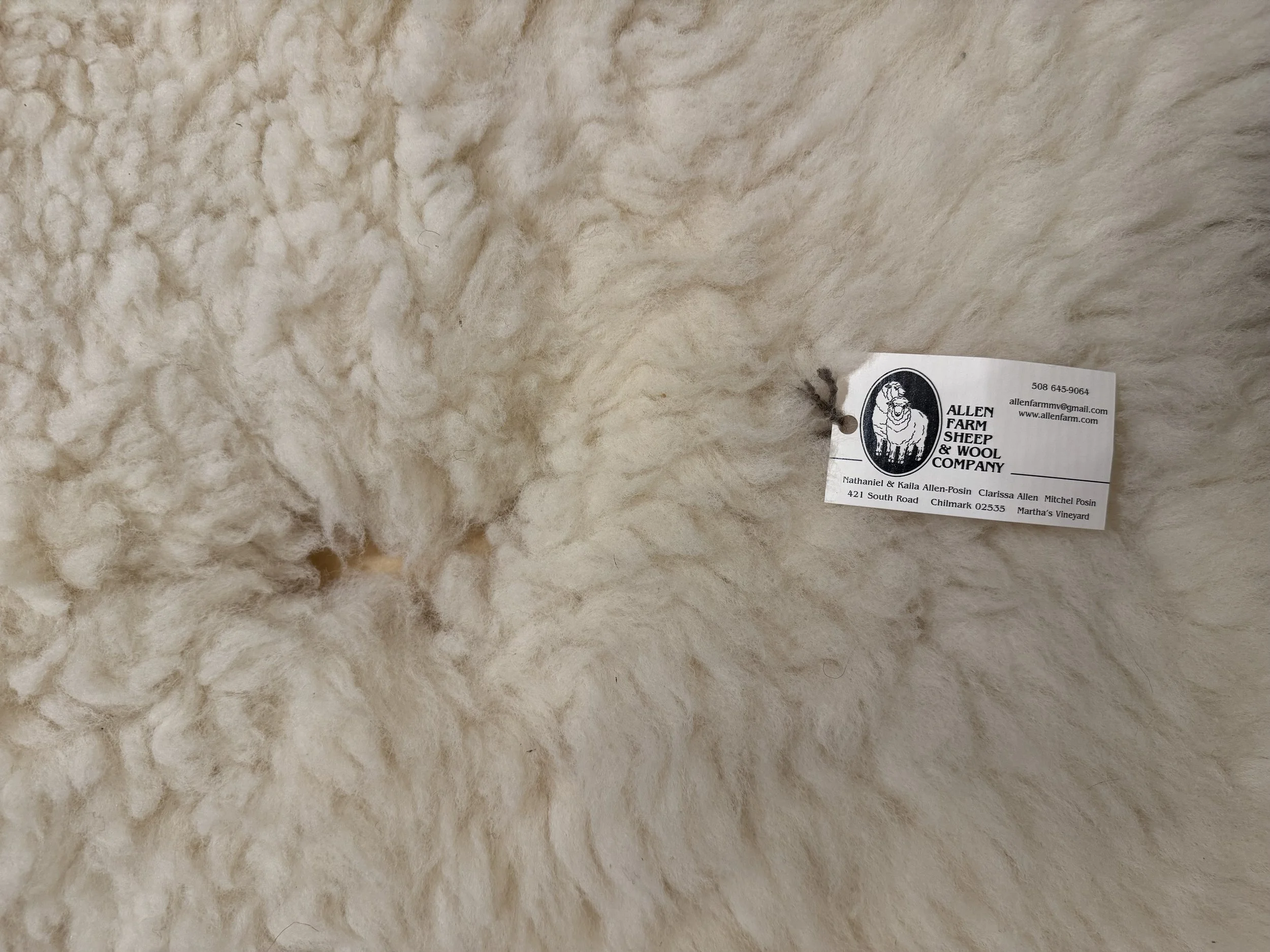 Allen Farm Sheep skin 1.3.jpg