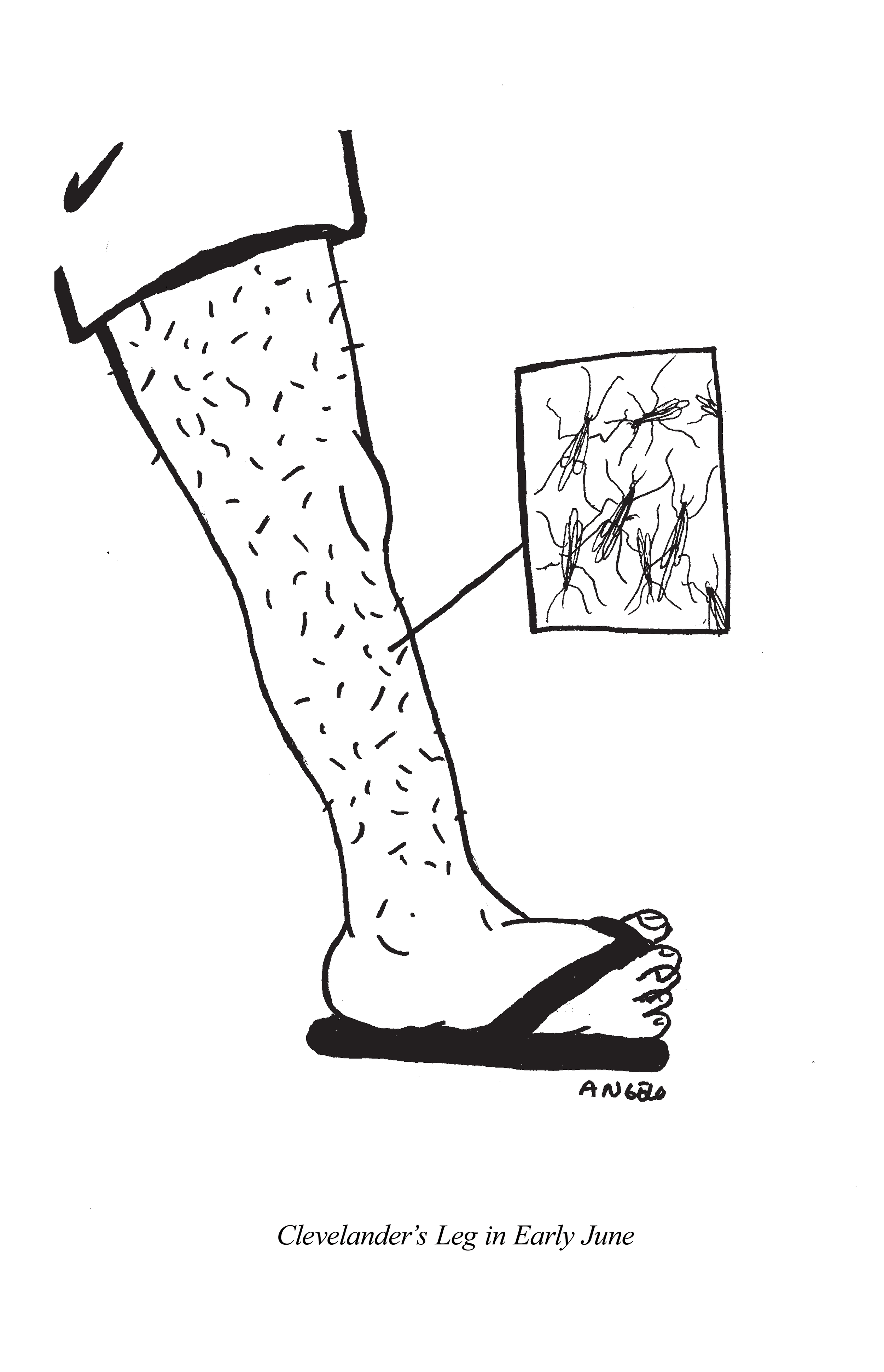 CLEVELANDER SHAVED LEG.png