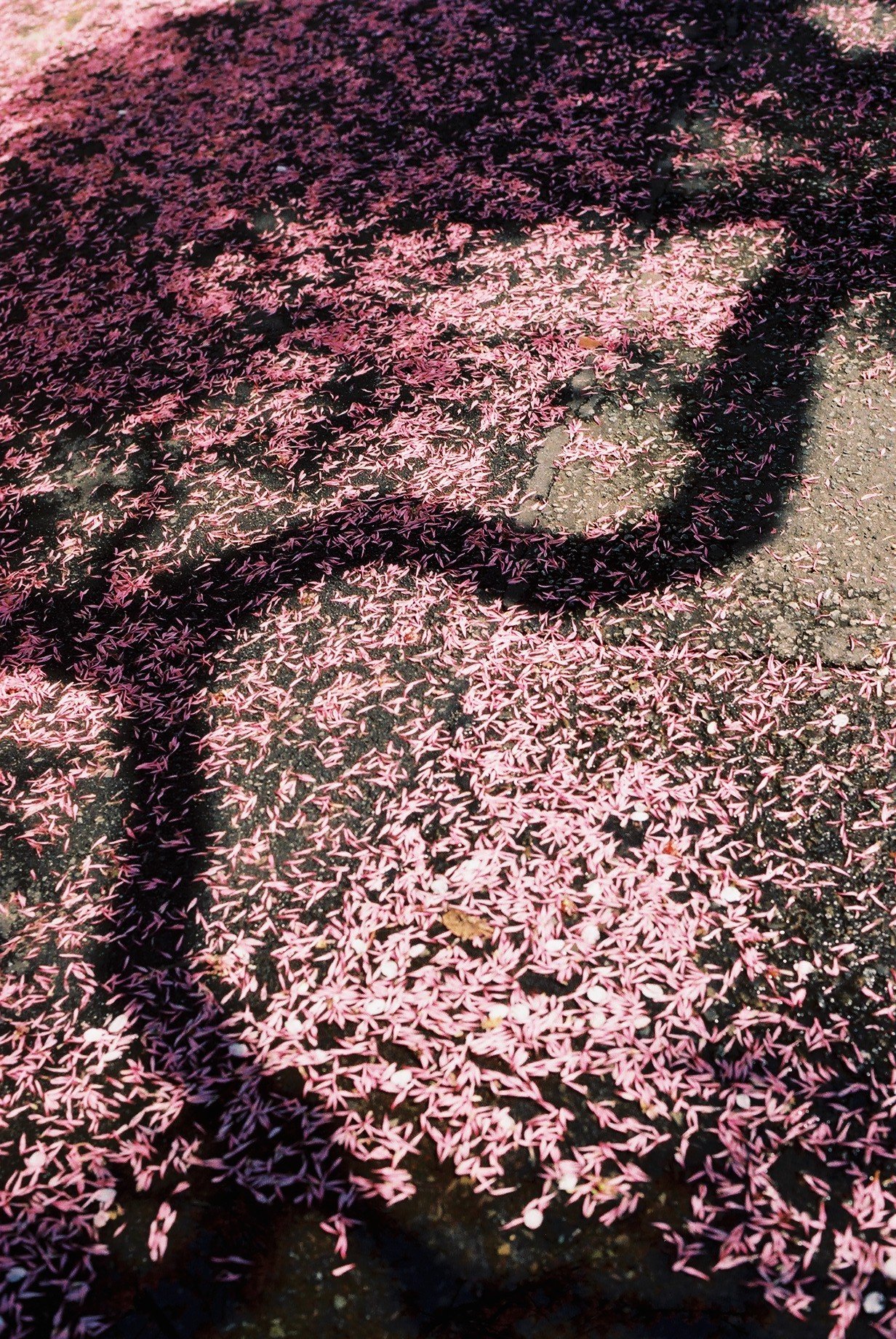 Yoyogi Uehara, Tokyo