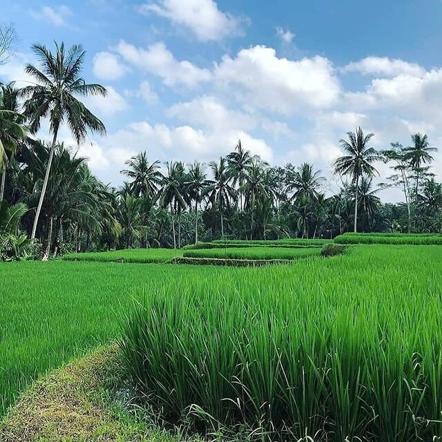 Far beyond the ideas of right &amp; wrong, there&rsquo;s a field, I&rsquo;ll meet you there. ~ Rumi 
The beautiful rice fields of Bali are yearning for its tribe. Soon we will reunite.