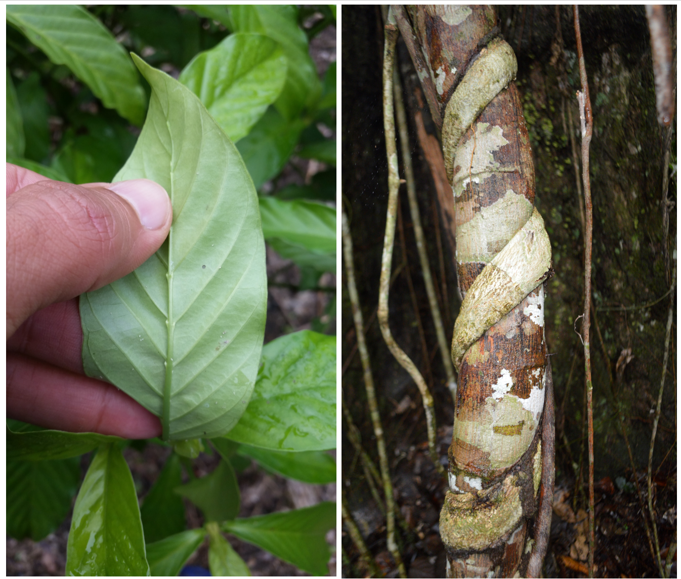 Ayahuasca Demystified: Science, Spirit, and Responsibility