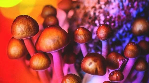 Mushrooms ~ Are they really Magical? 