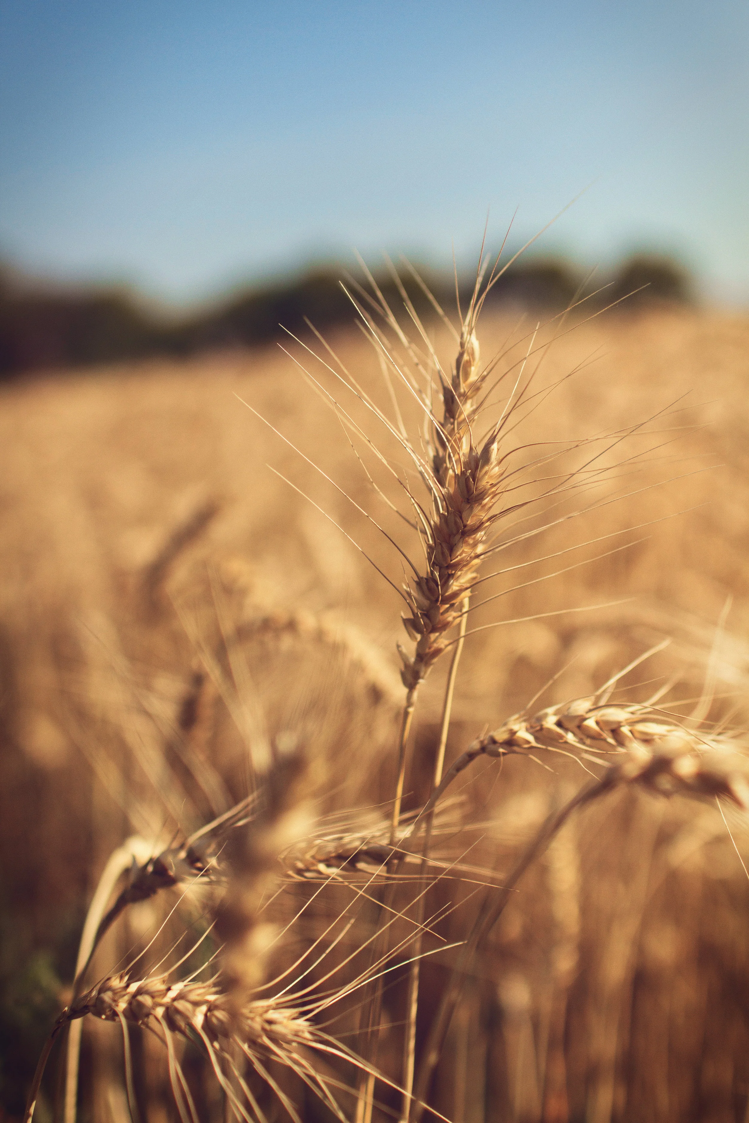 Ceres: Roman Goddess of Wheat, Fertility, and Grain