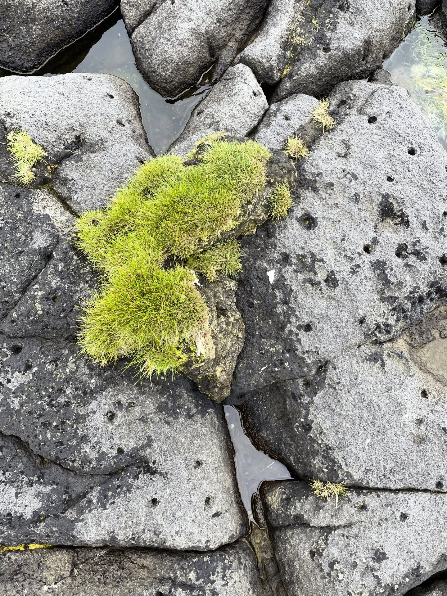 Real photo. Textures in Iceland. 

#realphoto #realphotography #icelandphotography