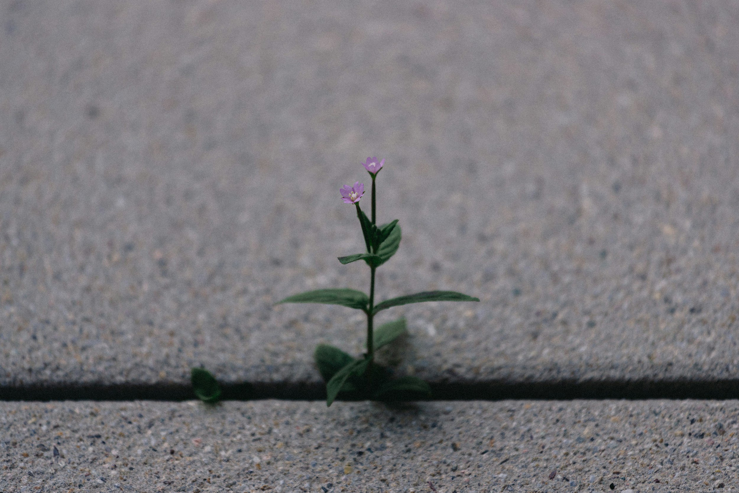 Finding Strength in the Struggle