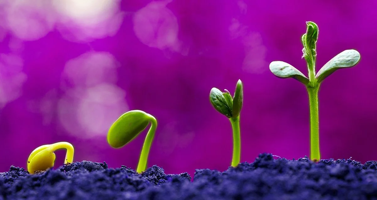 THE FUTURE OF MIDTOWN: HELP ARTPORT PLANT A GARDEN