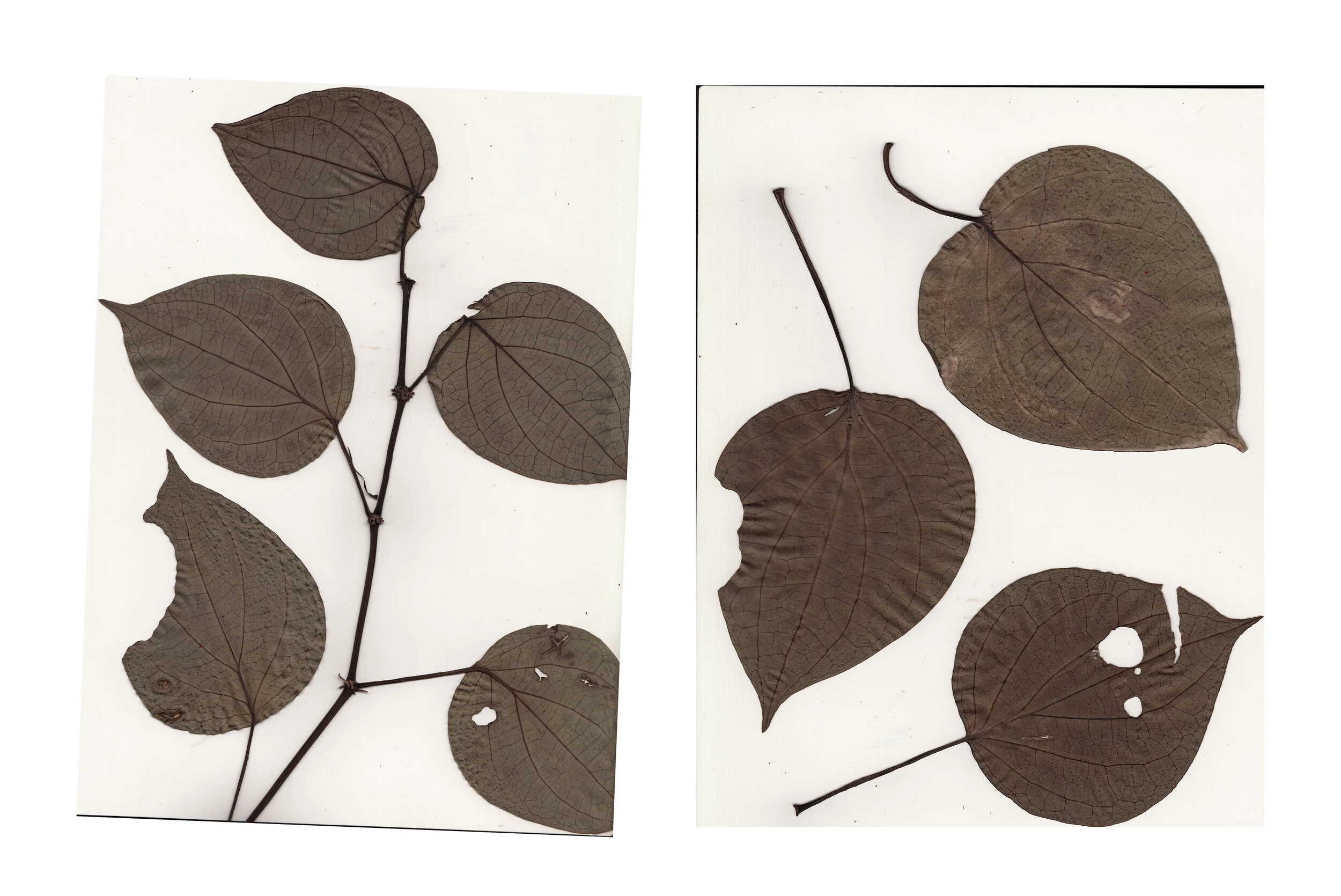 LeafScans.jpg