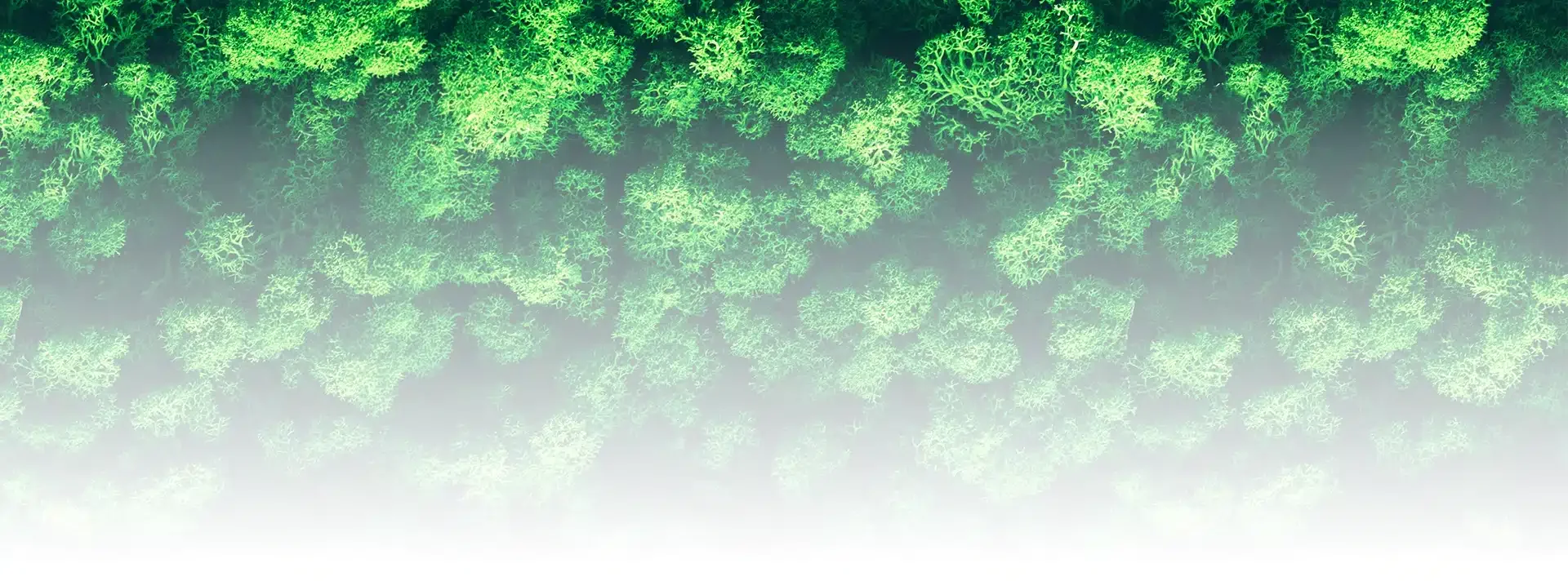 greenmood_green-wall-04.webp