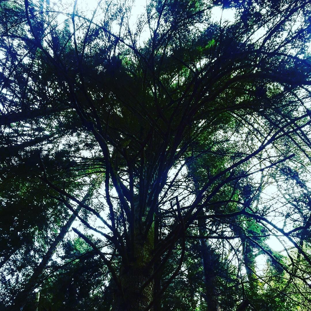 &laquo;&nbsp;J&rsquo;ai &eacute;t&eacute; &eacute;lev&eacute; dans la Nature et j&rsquo;y suis particuli&egrave;rement sensible&nbsp;&raquo;
.
.
.
.
#nature #inspiration #architecture #arbres #trees #fabriceausset