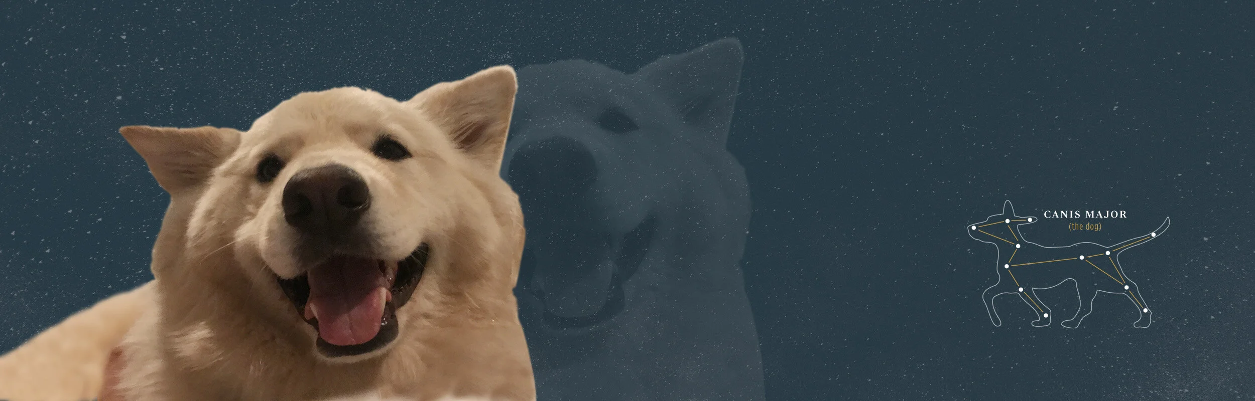 Pet Cremation Dfw 2025