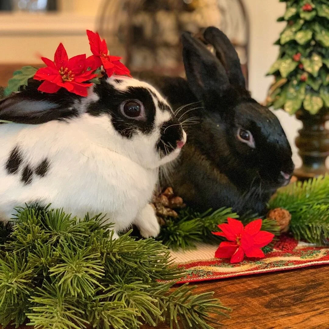 Weekly Adoption Event