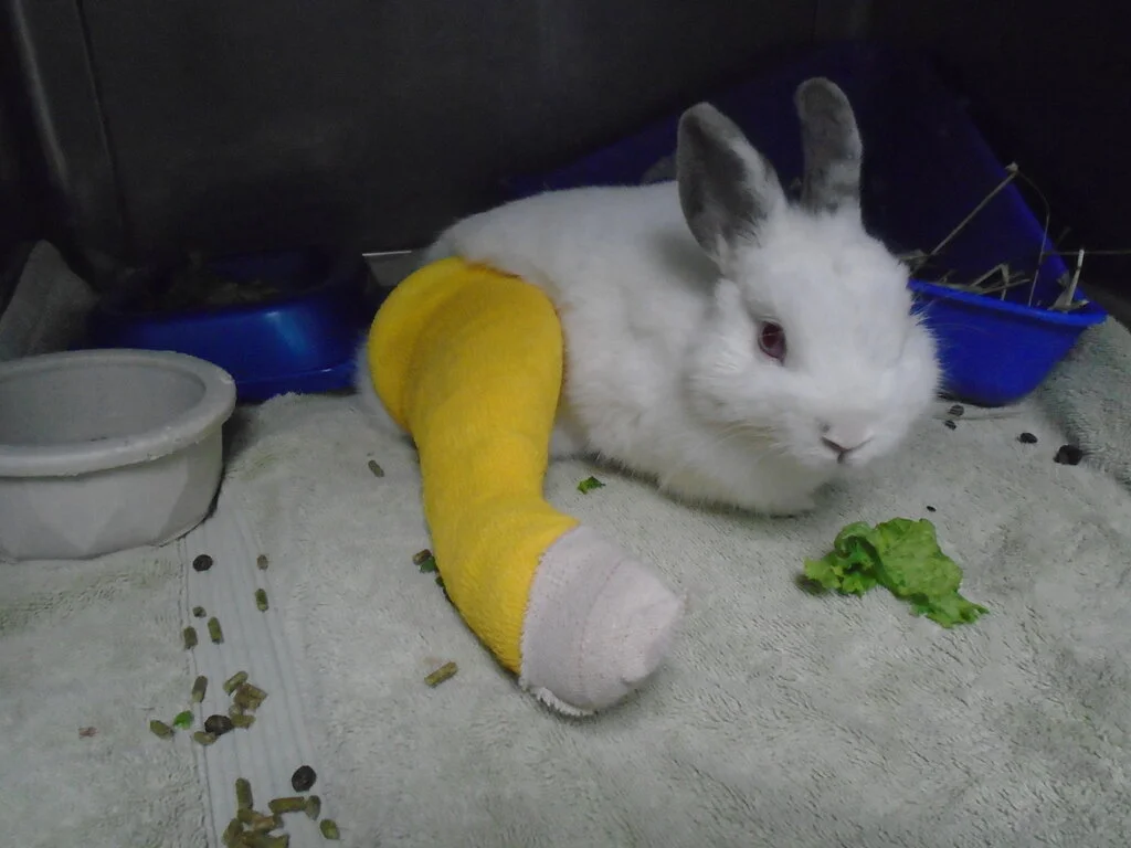 URGENT: A BABY WITH A BROKEN LEG NEEDS SURGERY SPONSOR!