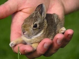 Black Market Rabbits Rescued by 'Bunny Lady'