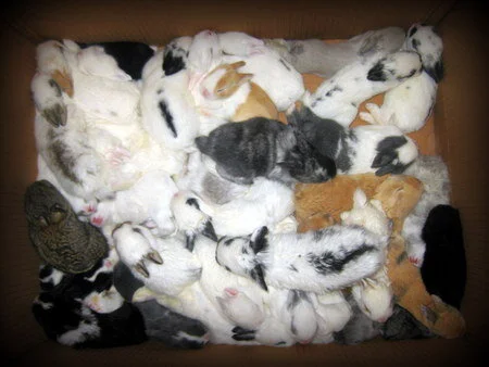 About Bunny World Foundation