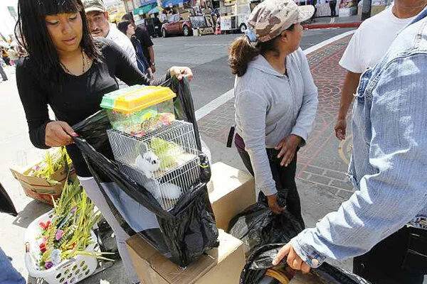 BTW Featured in LA Times: Baby Bunnies Rescued from Downtown L.A. Streets