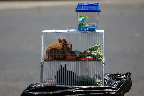 City Looks to Target Animal Buyers in Effort to Stop Sales