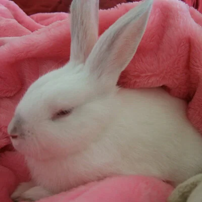 BWF Featured by Best Friends: Easter Bust Saves 23 New Bunnies