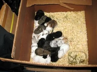 Officers on Alert for Animals Being Sold Illegally in L.A.'s Fashion District
