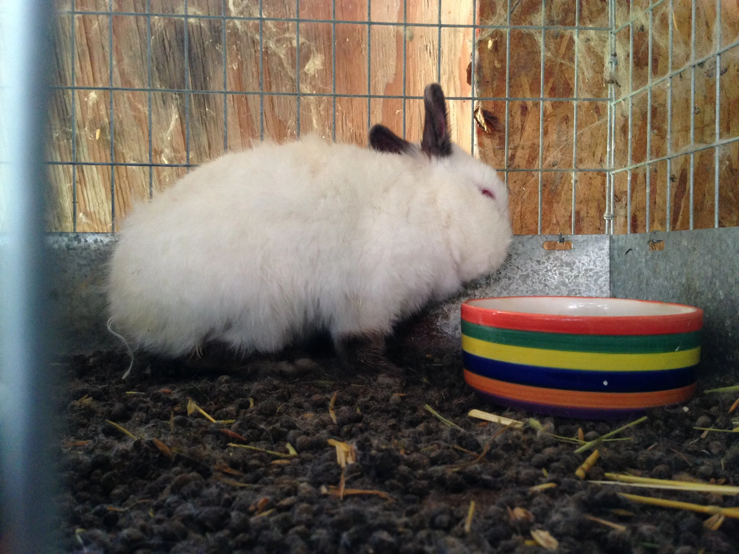Time running out for Easter bunnies in squalid LA breeding facility 