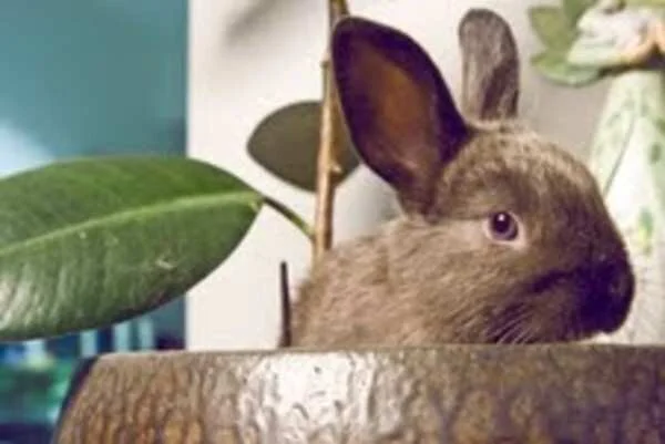 BWF Featured in HollywoodPatch