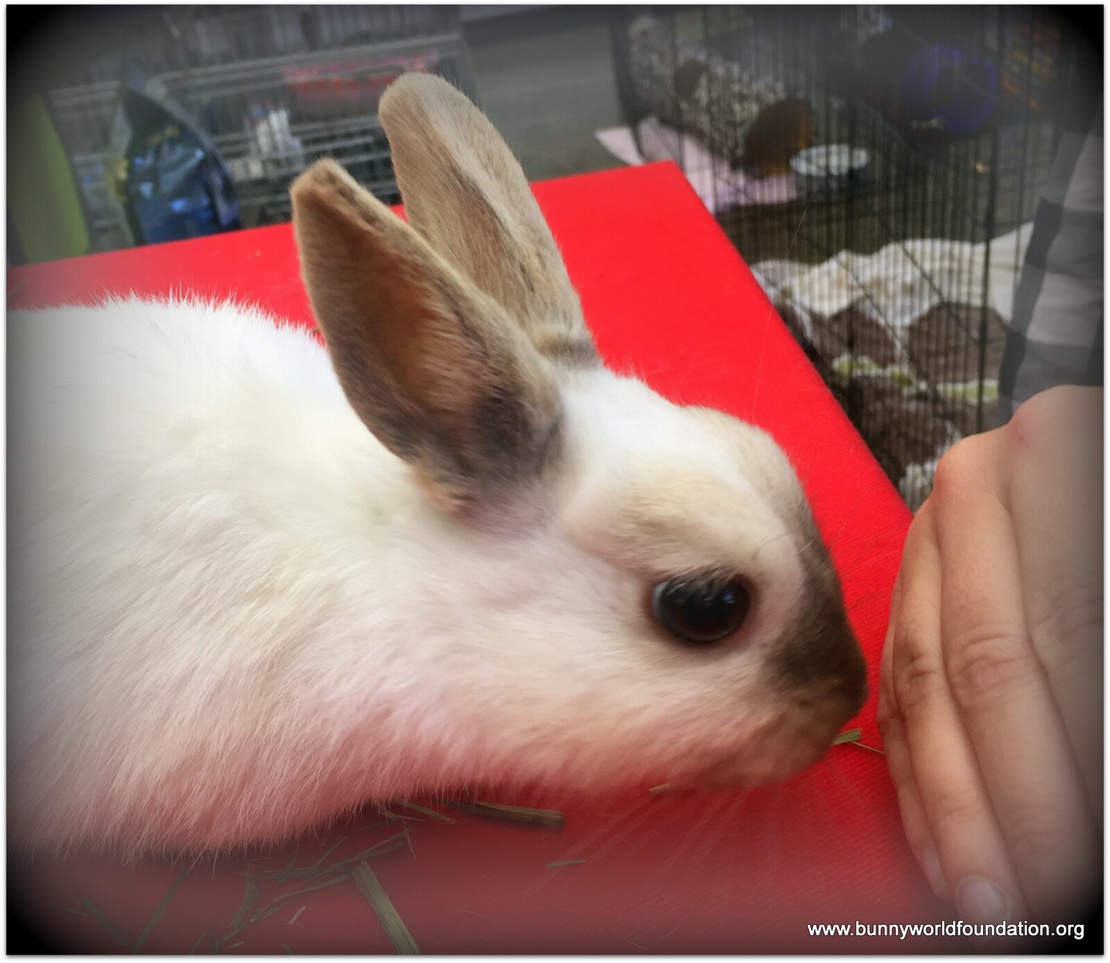 GWYNEVERE: PELVIC BONE BROKEN, LUXATED HIP, AND NECROTIC TAIL!