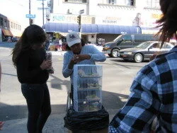 City Efforts to Control Illegal Sales of Animals TONIGHT