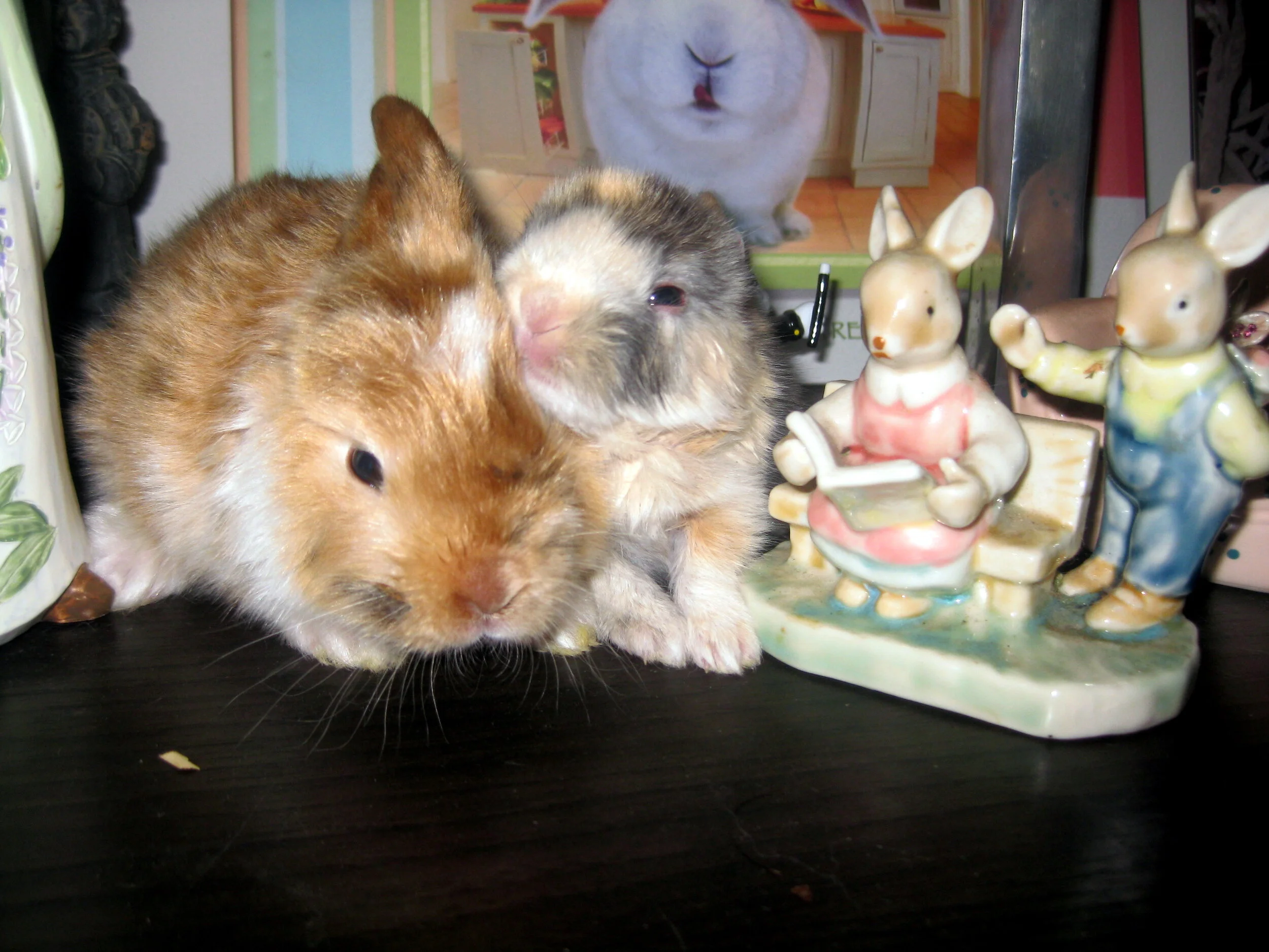 For up-to-date info on ALL BWF activities, needs &amp; wants, please LIKE us on Facebook