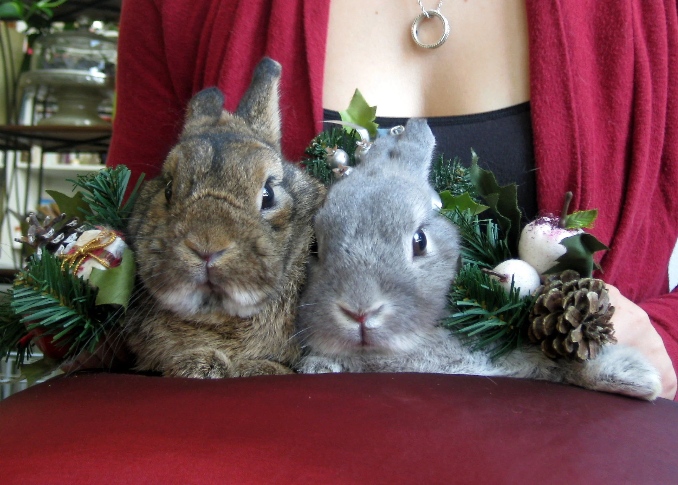 69 Buns Rescued by BWF in December ONLY!  Will you help us HELP them by making a Tax-Deductible Year End Donation?