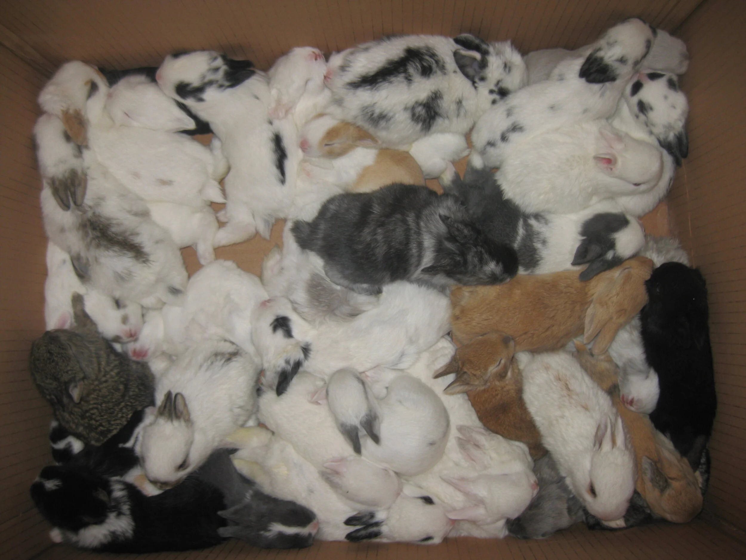 Almost 250 Baby Bunnies Confiscated by LAPD &amp; Rescued by BWF from LA Fashion District/Santee Alley since Easter! Fosters, Volunteers, Supplies, &amp; Donations Needed &amp; Appreciated!