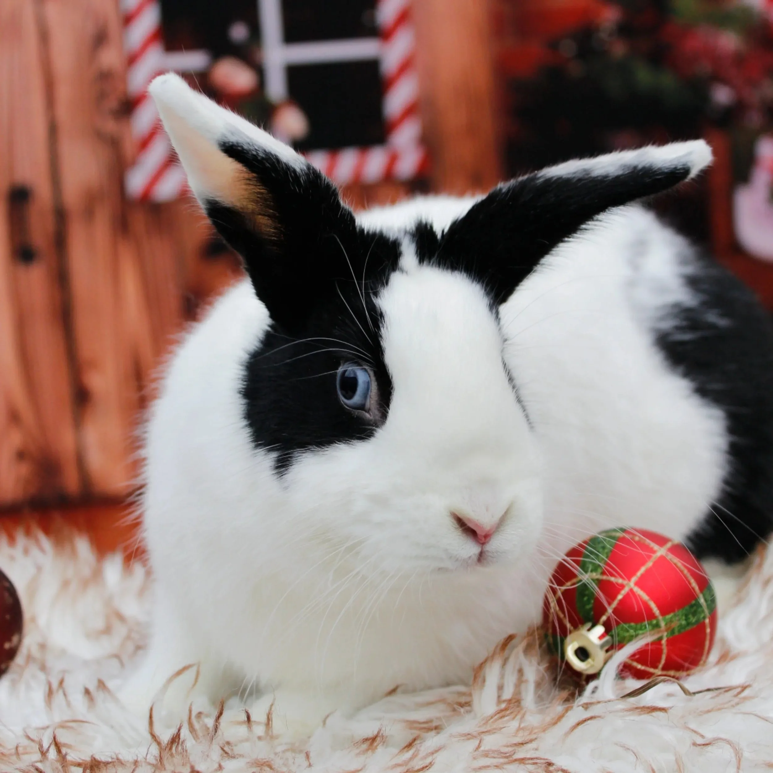 🌅🐰 HOPPY NEW YEAR! 🐰🌅