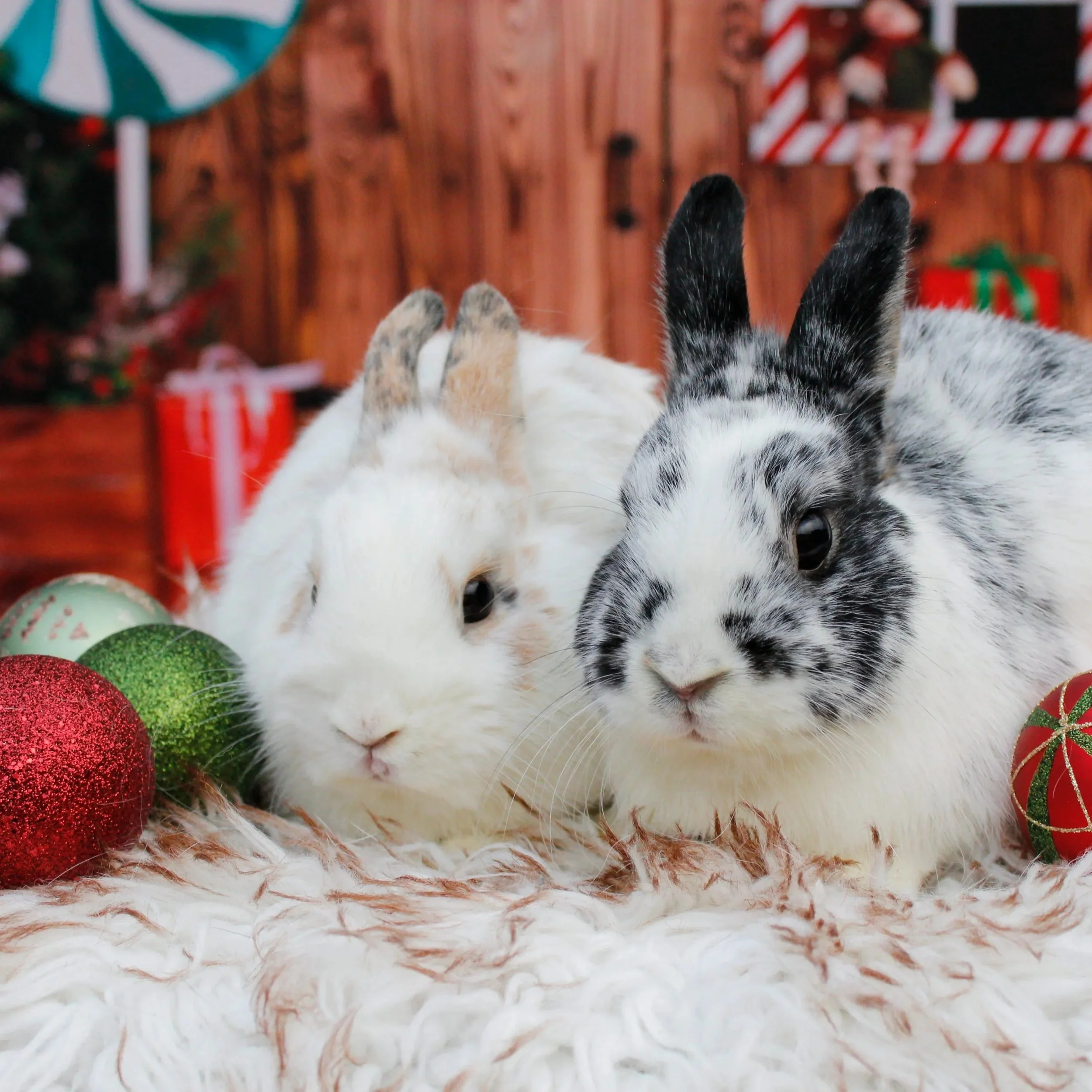 🎄✨ HOPPY HOLIDAYS &amp; MERRY CHRISTMAS from Bunny World Foundation ✨🎄
