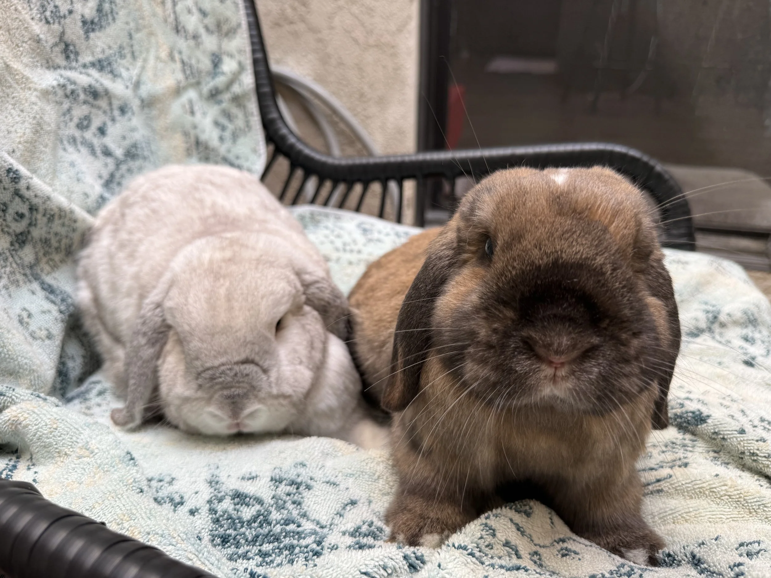 Press Release - Easter 2026